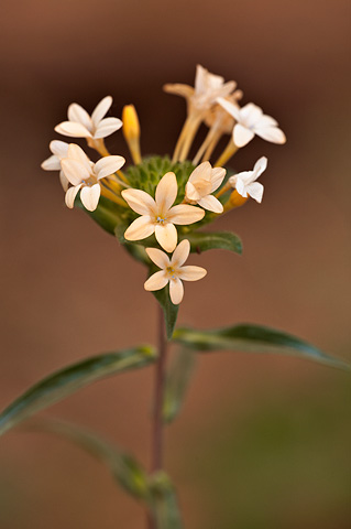 Grand Collomia (Collomia grandiflora). Zion National Park - June 10, 2010.