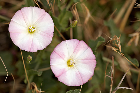 Field Bindweed (Convolvulus arvensis). Zion National Park - July 4, 2010.