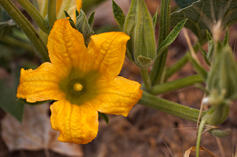 Buffalo Gourd (Cucurbita foetidissima). Zion National Park - June 6, 2009.