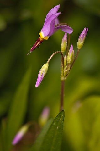 Zion Shootingstar (Dodecatheon pulchellum). Zion National Park - April 8, 2007.