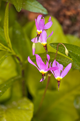 Zion Shootingstar (Dodecatheon pulchellum). Zion National Park - April 25, 2008.