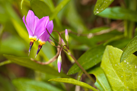 Zion Shootingstar (Dodecatheon pulchellum). Zion National Park - April 25, 2008.