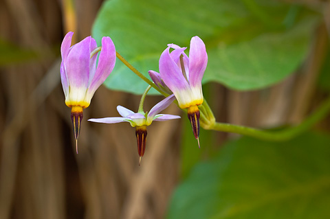 Zion Shootingstar (Dodecatheon pulchellum). Zion National Park - May 15, 2005.
