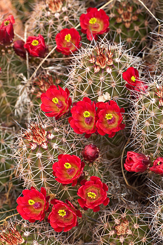 Scarlet Hedgehog Cactus (Echinocereus coccineus). Zion National Park - April 24, 2008.