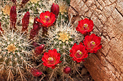 Scarlet Hedgehog Cactus (Echinocereus coccineus) - Zion National Park