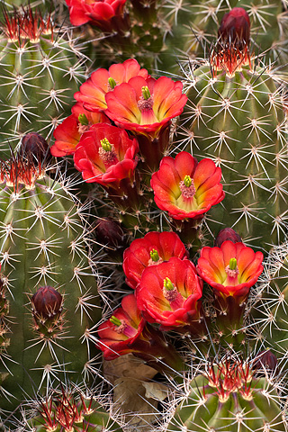 Scarlet Hedgehog Cactus (Echinocereus coccineus). Zion National Park - April 24, 2008.