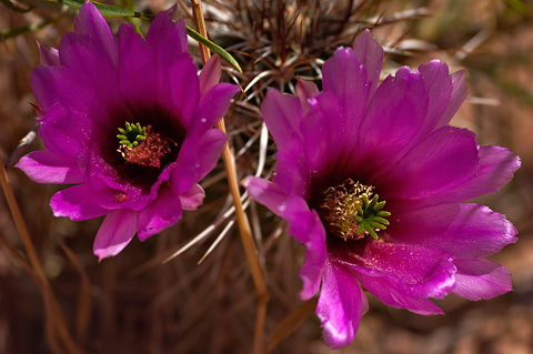 Engelmann's Hedgehog Cactus (Echinocereus engelmannii). Zion National Park - May 30, 2005.
