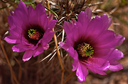 Engelmann's Hedgehog Cactus (Echinocereus engelmannii) - Zion National Park
