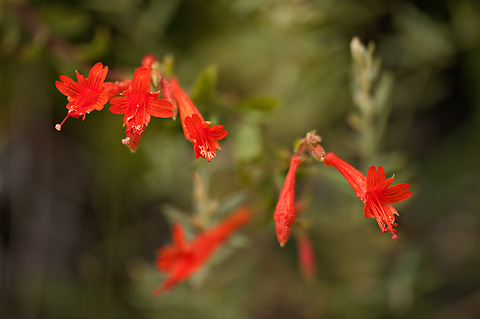 Hummingbird Flower (Epilobium canum). Zion National Park - October 1, 2009.