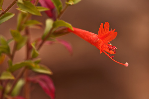 Hummingbird Flower (Epilobium canum). Zion National Park - October 3, 2009.