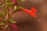 Hummingbird Flower (Epilobium canum) - Zion National Park