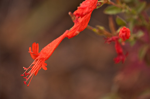 Hummingbird Flower (Epilobium canum). Zion National Park - October 3, 2009.