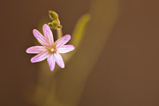 Fringed Willowherb (Epilobium ciliatum) - Zion National Park