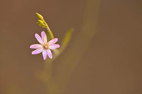 Fringed Willowherb (Epilobium ciliatum). Zion National Park - July 26, 2010.