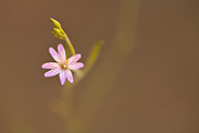 Fringed Willowherb (Epilobium ciliatum) - Zion National Park