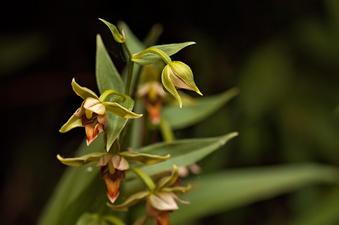Stream Orchid (Epipactis gigantea). Zion National Park - June 10, 2010.