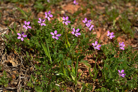 Redstem Filaree (Erodium cicutarium). Zion National Park - March 20, 2004.