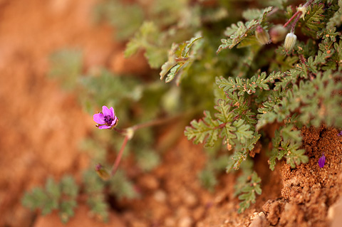 Redstem Filaree (Erodium cicutarium). Zion National Park - April 2, 2010.