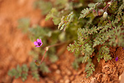 Redstem Filaree (Erodium cicutarium) - Zion National Park