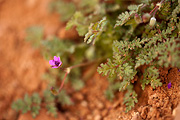 Redstem Filaree (Erodium cicutarium) - Zion National Park