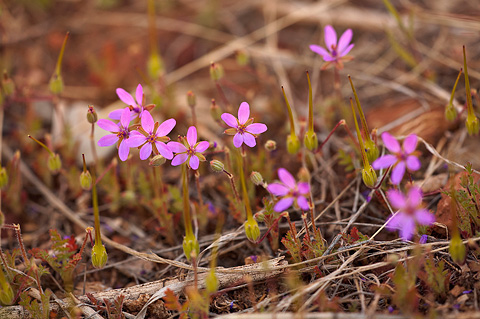 Redstem Filaree (Erodium cicutarium). Zion National Park - April 18, 2010.