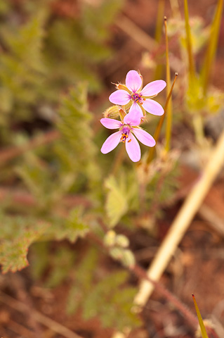 Redstem Filaree (Erodium cicutarium). Zion National Park - April 9, 2009.