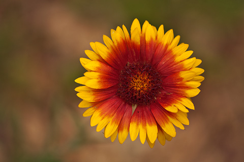 Hybrid Blanketflower (Gaillardia aristata x pinnatifida). Zion National Park - June 6, 2009.