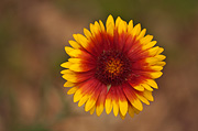 Hybrid Blanketflower (Gaillardia aristata x pinnatifida) - Zion National Park