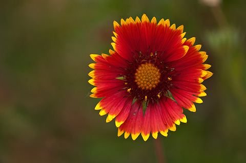 Hybrid Blanketflower (Gaillardia aristata x pinnatifida). Zion National Park - May 22, 2009.