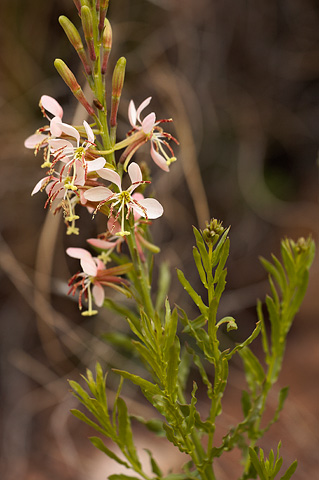 Scarlet Beeblossom (Gaura coccinea). Zion National Park - April 16, 2010.