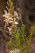 Scarlet Beeblossom (Gaura coccinea) - Zion National Park