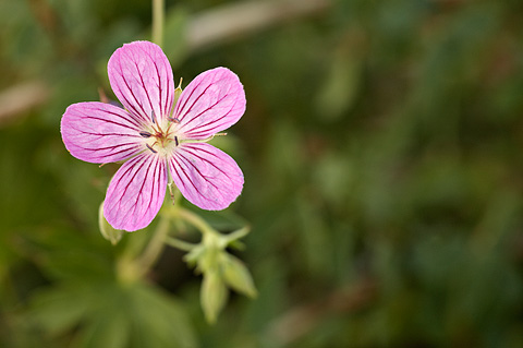 Pineywoods Geranium (Geranium caespitosum). Zion National Park - July 3, 2010.
