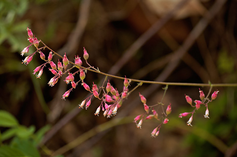 Pink Alumroot (Heuchera rubescens). Zion National Park - June 6, 2009.