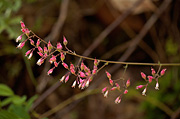 Pink Alumroot (Heuchera rubescens) - Zion National Park