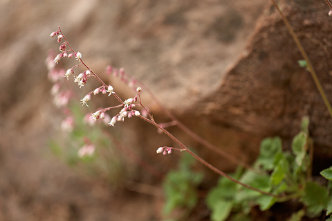 Pink Alumroot (Heuchera rubescens). Zion National Park - May 4, 2009.