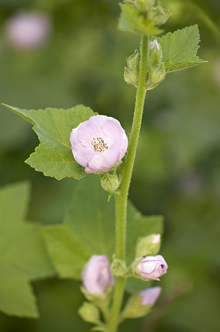 Wild Hollyhock (Iliamna rivularis). Zion National Park - July 3, 2010.
