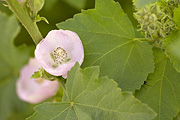 Wild Hollyhock (Iliamna rivularis) - Zion National Park