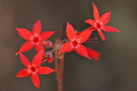 Scarlet Gilia (Ipomopsis aggregata). Zion National Park - May 27, 2007.