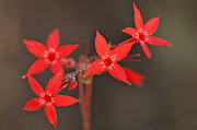 Scarlet Gilia (Ipomopsis aggregata) - Zion National Park