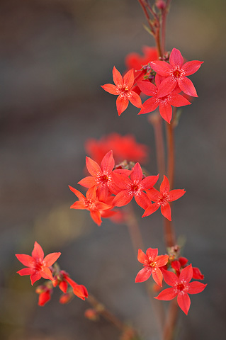 Scarlet Gilia (Ipomopsis aggregata). Zion National Park - May 27, 2007.