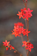 Scarlet Gilia (Ipomopsis aggregata) - Zion National Park