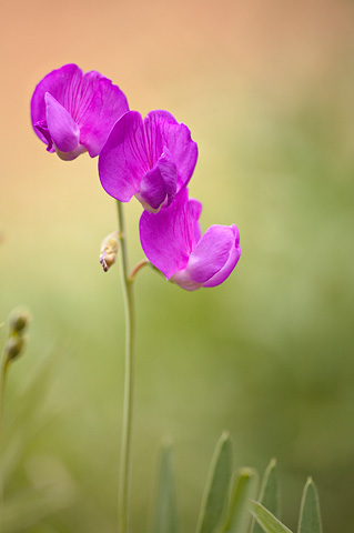 Zion Pea (Lathyrus brachycalyx). Zion National Park - April 6, 2007.