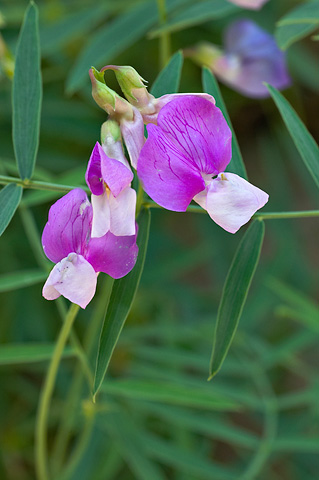 Zion Pea (Lathyrus brachycalyx). Zion National Park - May 12, 2006.