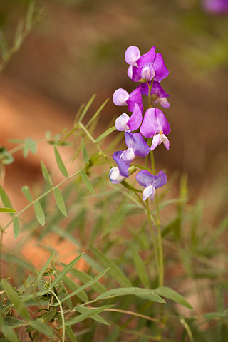 Zion Pea (Lathyrus brachycalyx). Zion National Park - April 26, 2008.