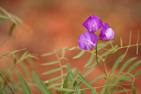 Zion Pea (Lathyrus brachycalyx). Zion National Park - April 26, 2008.