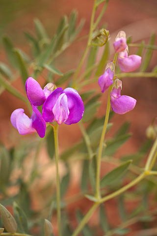 Zion Pea (Lathyrus brachycalyx). Zion National Park - April 27, 2008.