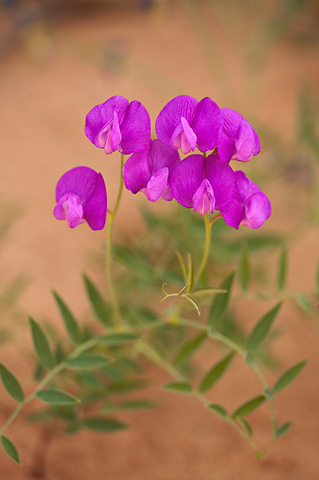 Zion Pea (Lathyrus brachycalyx). Zion National Park - April 18, 2010.