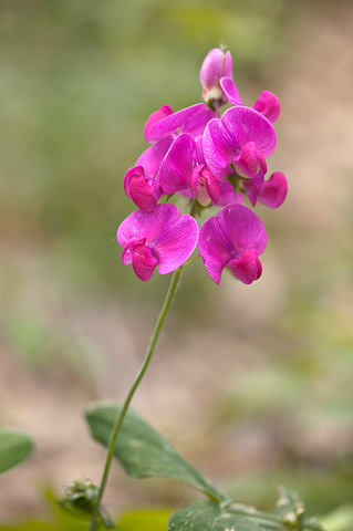 Perennial Pea (Lathyrus latifolius). Zion National Park - May 26, 2007.