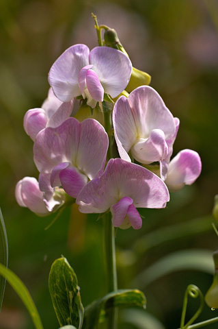 Perennial Pea (Lathyrus latifolius). Zion National Park - May 29, 2005.