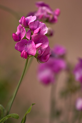 Perennial Pea (Lathyrus latifolius). Zion National Park - May 29, 2005.